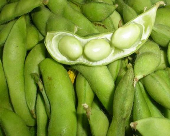 毛豆行情價(jià)錢分析與市場波動觀察思考