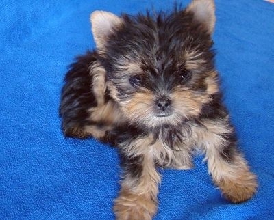 衢州寵物狗市場現(xiàn)象解析，出售信息深度探討與各方觀點(diǎn)碰撞