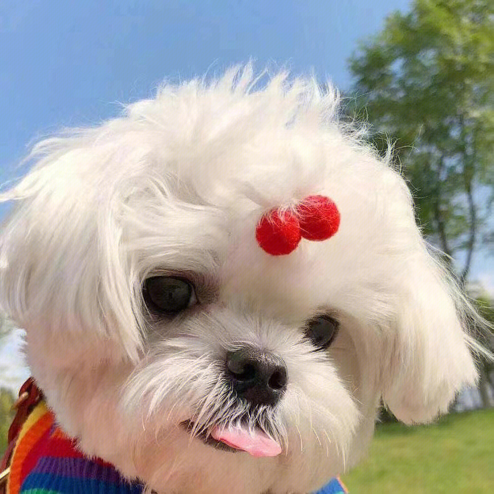 最新狗狗頭像，展現(xiàn)變化、學(xué)習(xí)與自信的力量