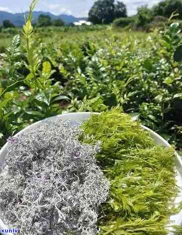 張家界莓茶價(jià)格探索之旅，自然美景與內(nèi)心寧靜的尋找