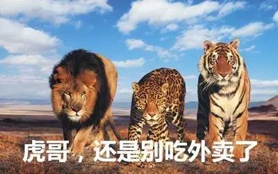 最新虎獅，學(xué)習(xí)變革的力量，自信與成就感的崛起之路