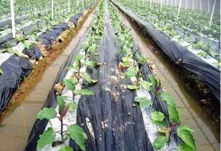 10公斤黑地膜價(jià)格,溫馨農(nóng)田里的秘密，一段關(guān)于黑地膜與友情的趣事