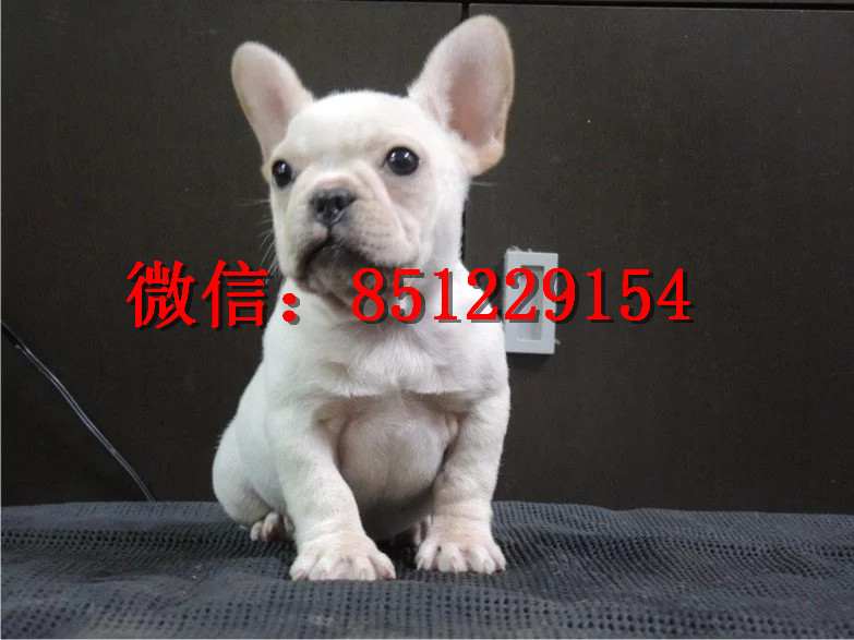 法牛犬行情走勢揭秘，溫馨日常背后的市場趨勢