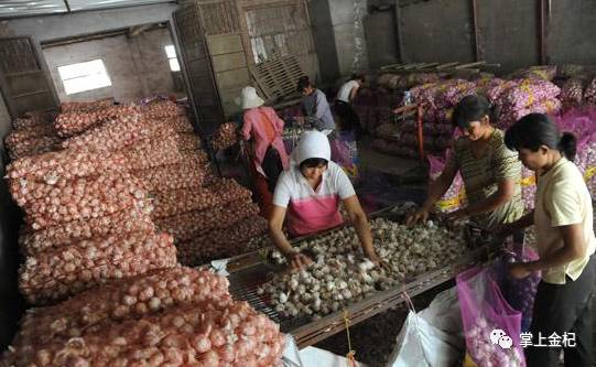 杞縣冷庫大蒜市場價(jià)格探秘，尋找蒜香的平靜之旅