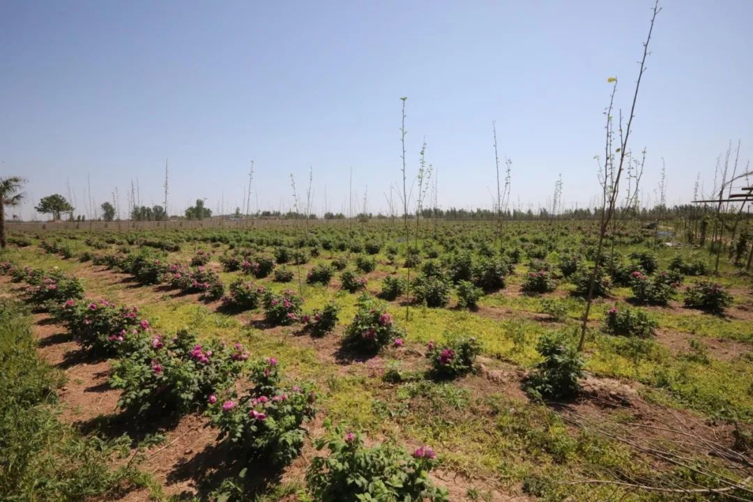 義馬裴村報(bào)房動(dòng)態(tài)資訊，探尋自然美景，啟程心靈之旅