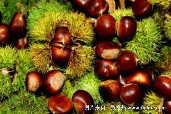 板栗最新行情概覽，市場走勢與產(chǎn)業(yè)地位深度分析