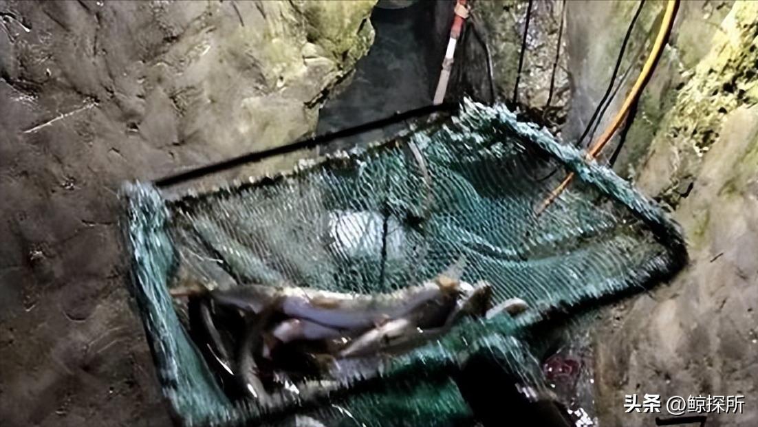 科技新星項(xiàng)寶貝思，重塑生活體驗(yàn)的最新章節(jié)