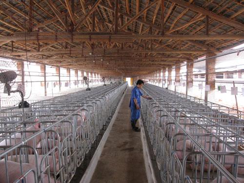 最新豬場管理技術解析，科技引領畜牧業(yè)邁向智能化未來