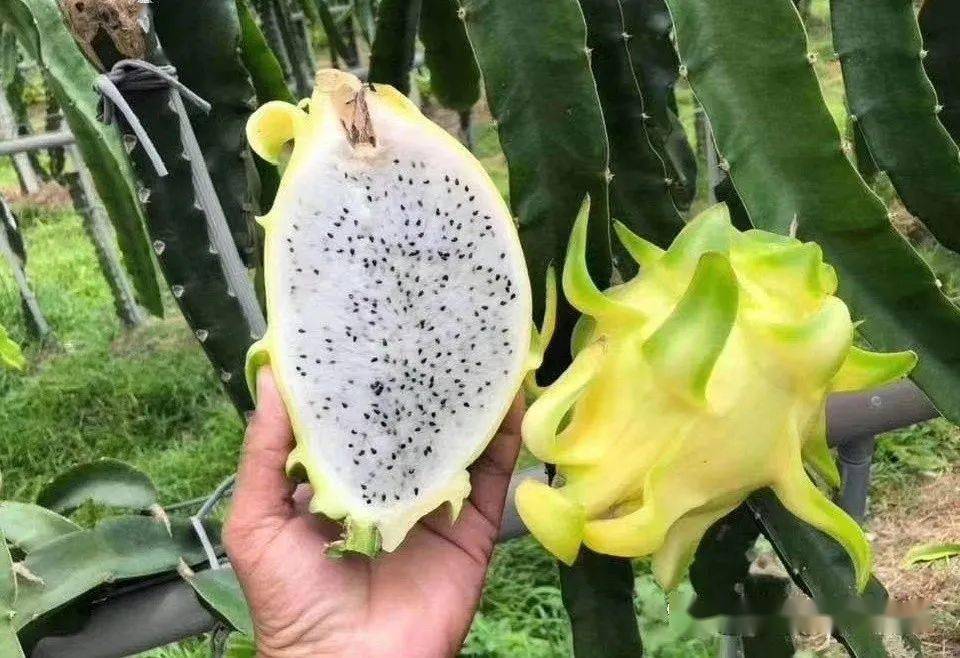 火龍果新品種揭秘，變化的力量與自信成就之旅