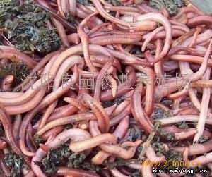 小巷深處的綠色寶藏，蚯蚓種苗價(jià)格揭秘