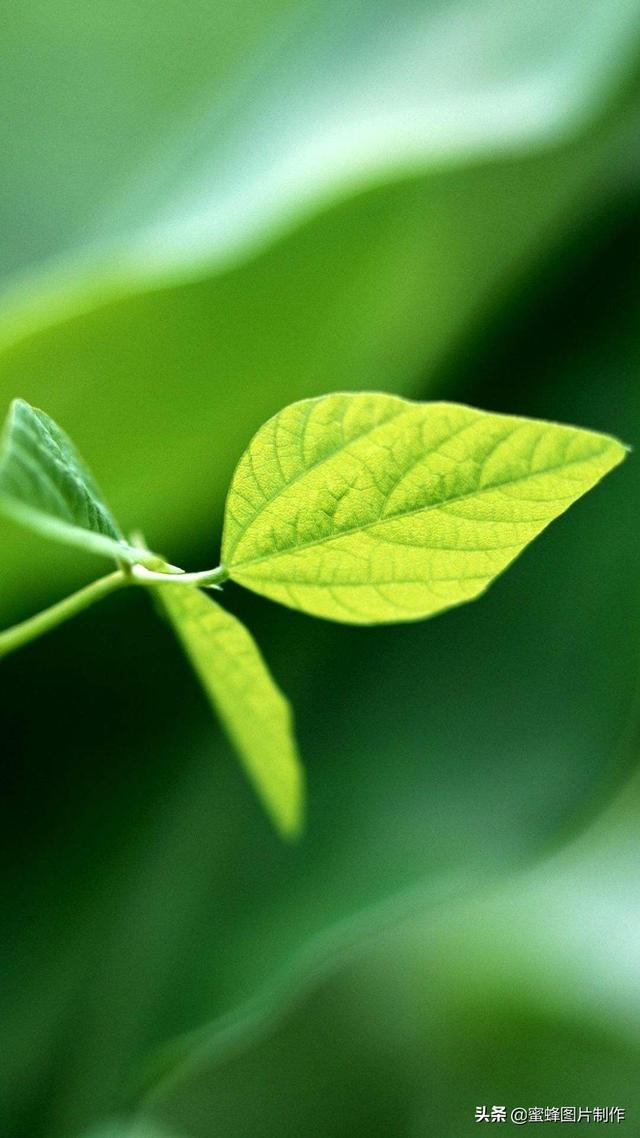 最新護(hù)眼美圖，步驟指南與美圖欣賞