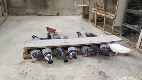 鴿糞新型應(yīng)用，綠色能源的未來(lái)與科技創(chuàng)新引領(lǐng)生活變革