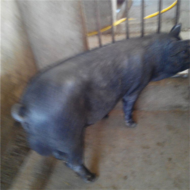 太湖母豬行情，逆風(fēng)中的自信與成就感展現(xiàn)