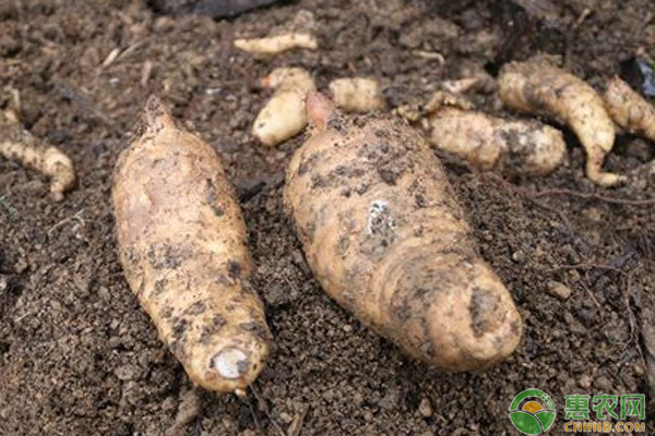 最新天麻行情，變遷之路，無(wú)限可能成就夢(mèng)