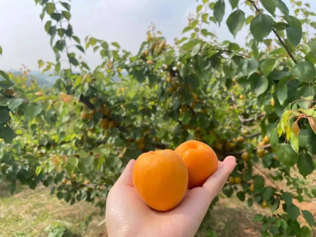 杏吧資訊速遞，引領時尚潮流，傳遞熱門信息的新高地門戶