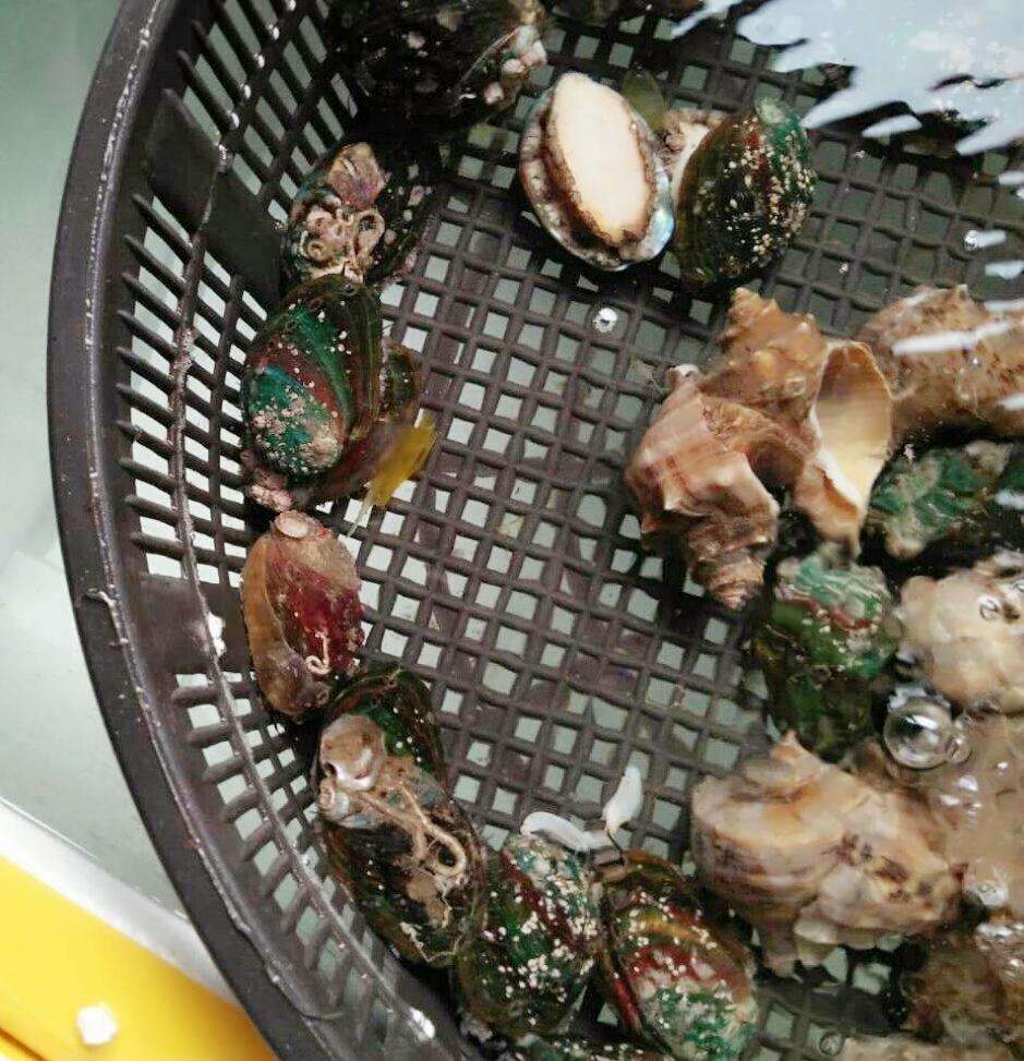 鮑魚(yú)最新行情及小巷美食秘境探秘