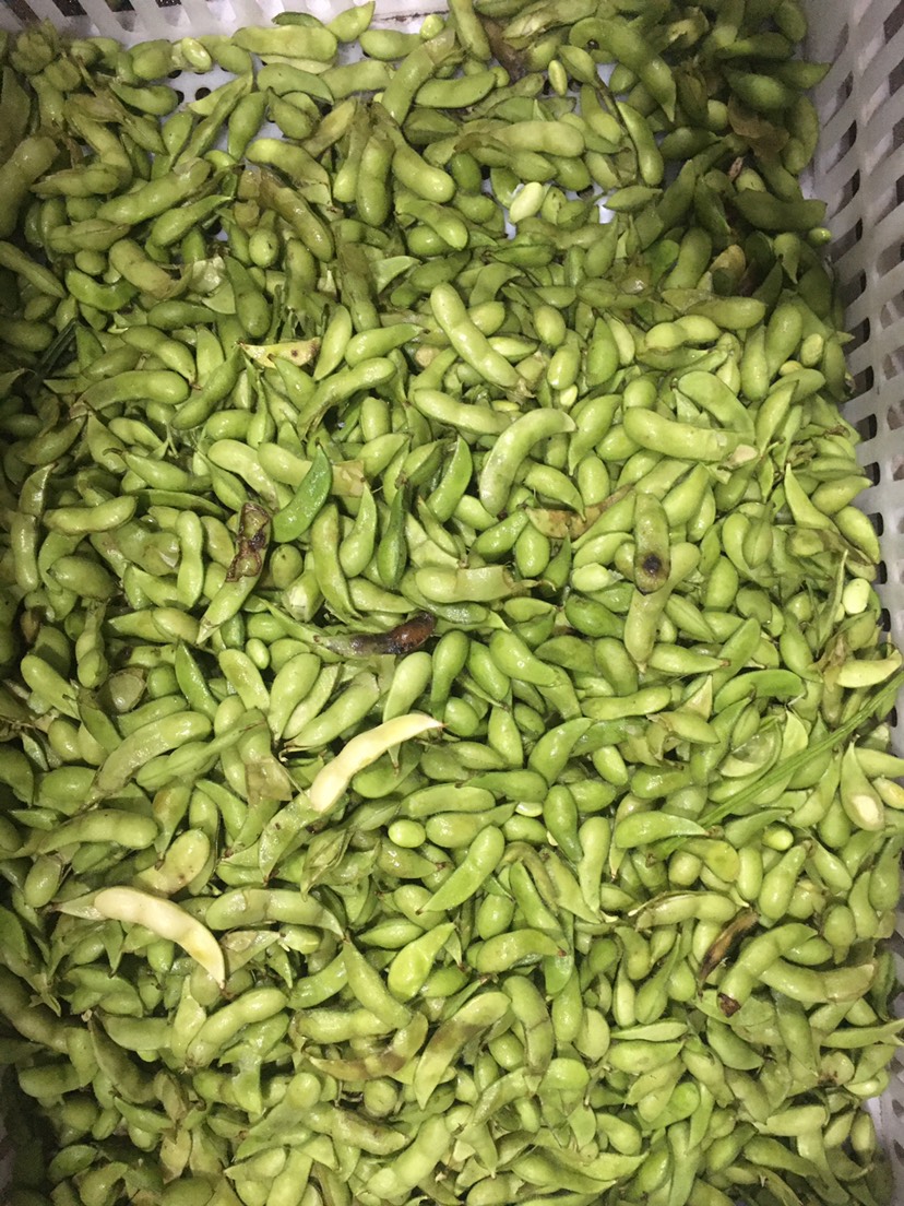 海南毛豆價格最新行情，友情故事與實時市場動態(tài)