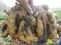 今日山東生姜價格行情,今日山東生姜價格行情，變化中的學(xué)習(xí)，賦予我們力量