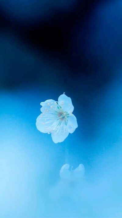 最新手機(jī)屏保圖片精選，愛(ài)的紐帶與溫馨日常之美