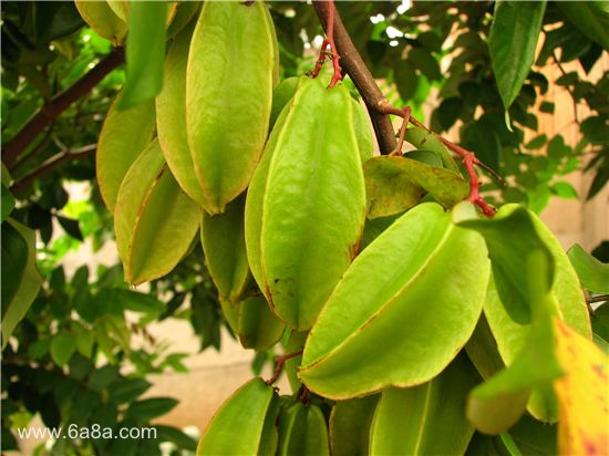 楊桃的甜蜜時光，友情與陪伴的溫馨故事與上市時刻揭秘