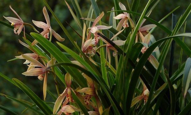 最新蘭花，小巷深處的秘密花園探秘