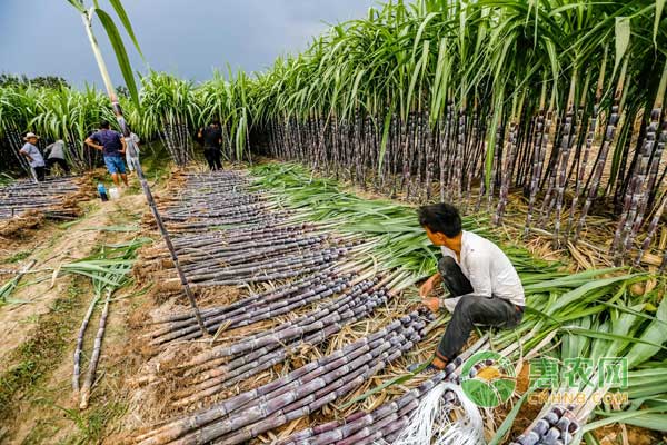 甘蔗行情深度解析，揭秘甜蜜商機，開啟甜蜜事業(yè)之門！
