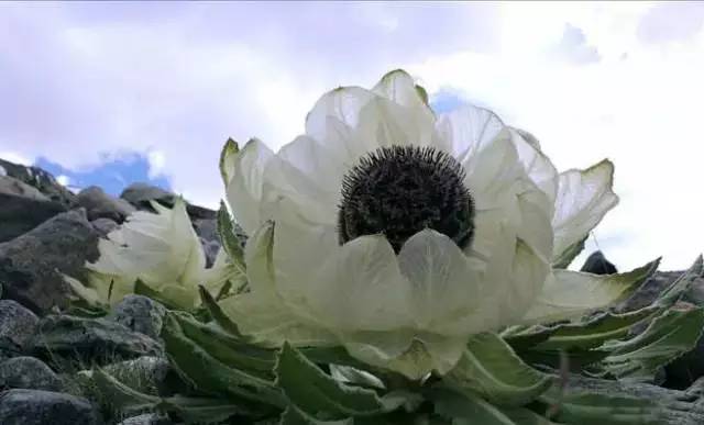 天山野生雪蓮，傳奇價(jià)值與地位的獨(dú)特價(jià)格