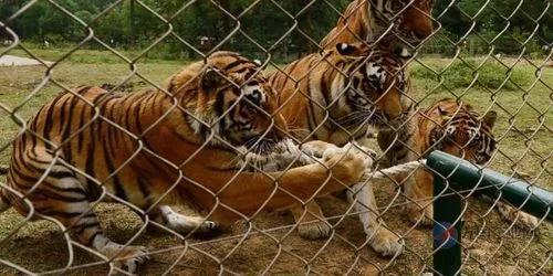 寧波老虎襲擊事件最新進(jìn)展，城市日常中的溫情與友情力量