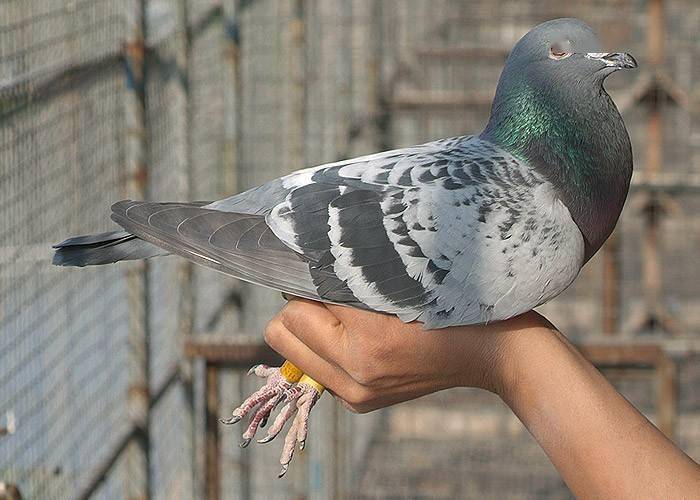 信鴿比賽的飛翔盛宴，跟隨鴿子回家的視頻記錄