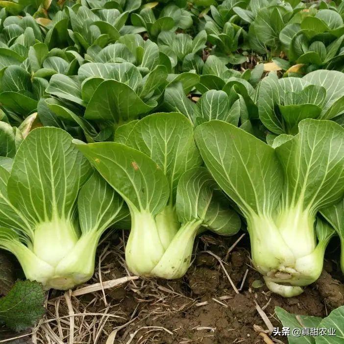 上海青最新價(jià)格行情，時(shí)代脈絡(luò)下的市場波動(dòng)