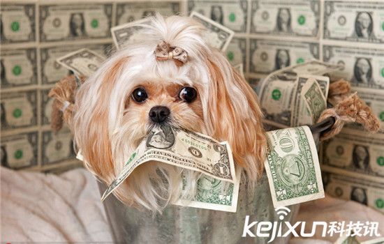 動物世界資訊速遞，小巷中的奇妙探索與未知世界探索