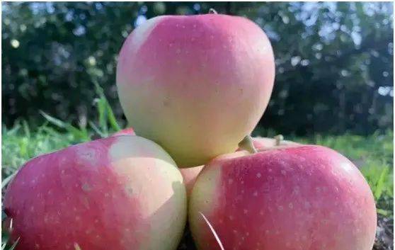 嘎啦蘋果上市時(shí)間,嘎啦蘋果上市時(shí)間，全面步驟指南