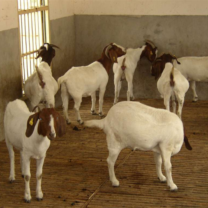 山羊價(jià)行情揭秘，小巷深處的獨(dú)特風(fēng)味