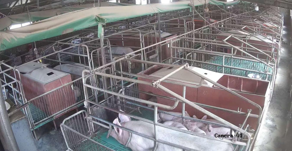 “最新母豬產(chǎn)床技術(shù)”,最新母豬產(chǎn)床技術(shù)，一場技術(shù)與自信的革新之旅