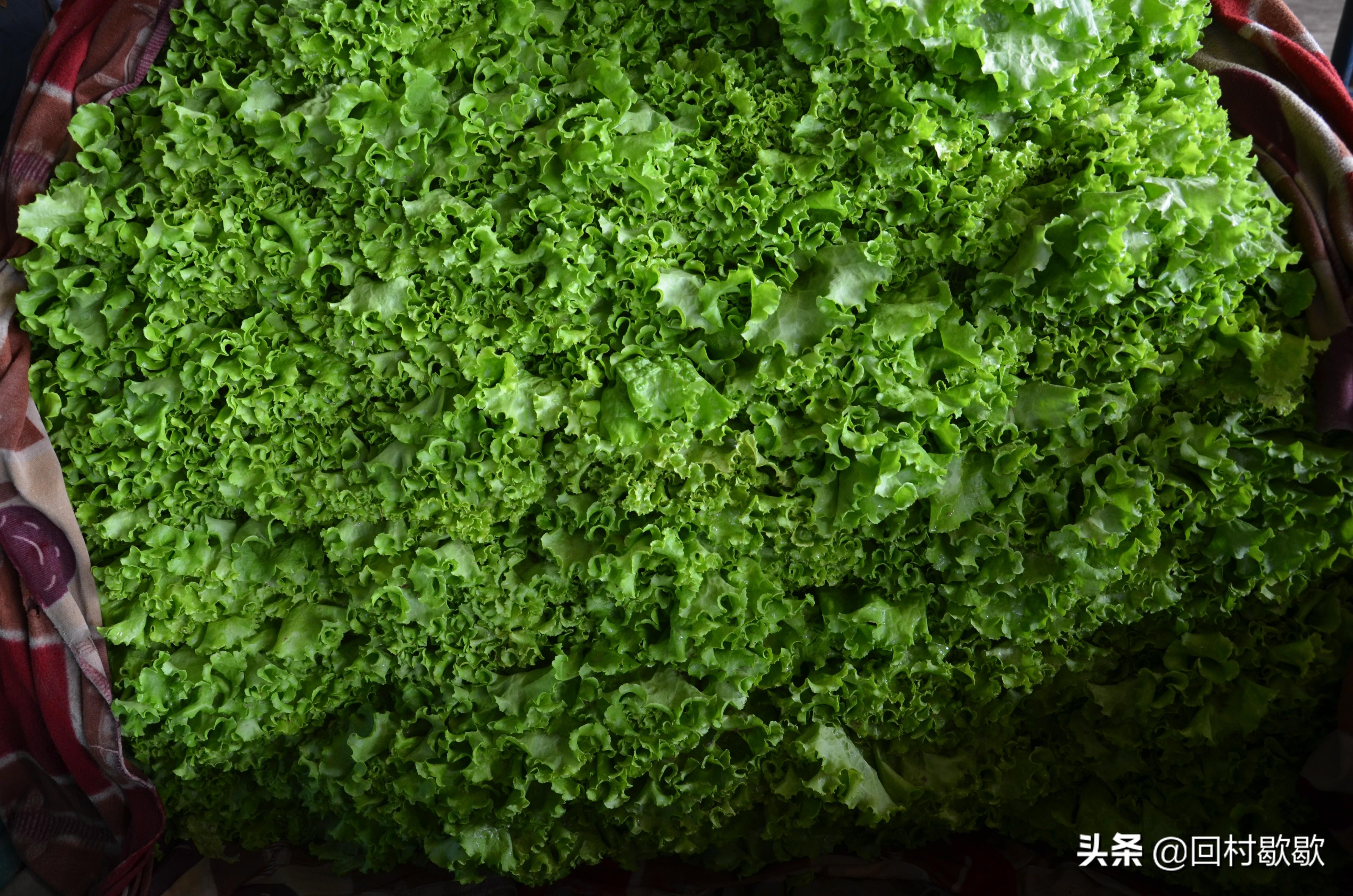 科技引領(lǐng)新生活，最新菜花價(jià)格行情實(shí)時(shí)掌握