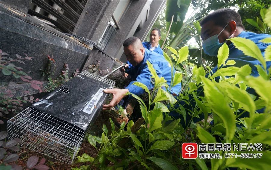 小巷神秘寶藏揭秘，最新捕蛇籠探秘