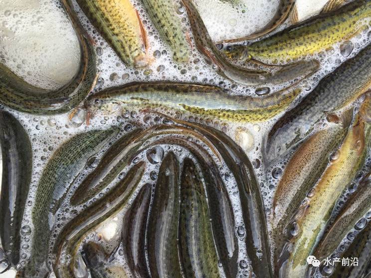 臺灣泥鰍價格最新動態(tài)報告，最新行情解析