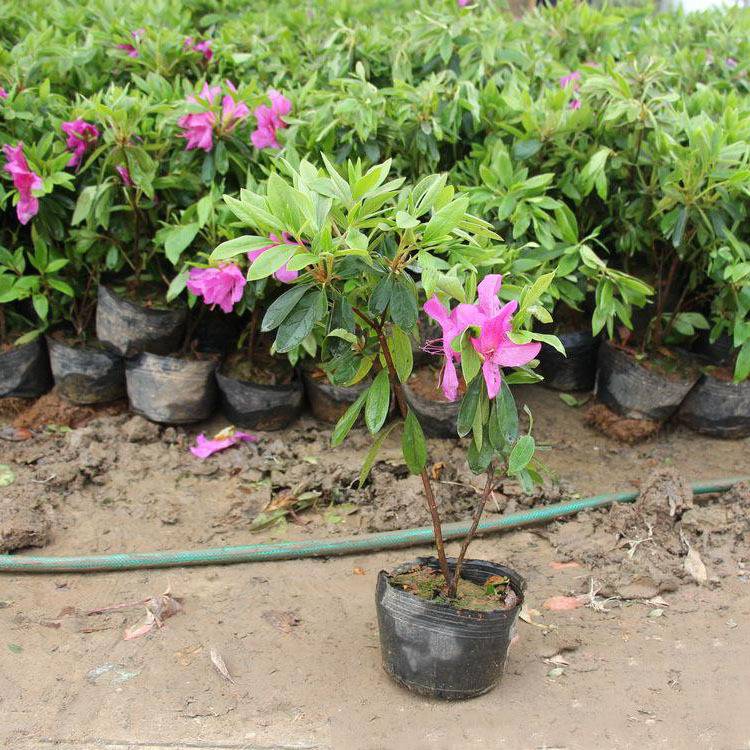 毛杜鵑價格,毛杜鵑價格大解密你的省錢攻略來了！