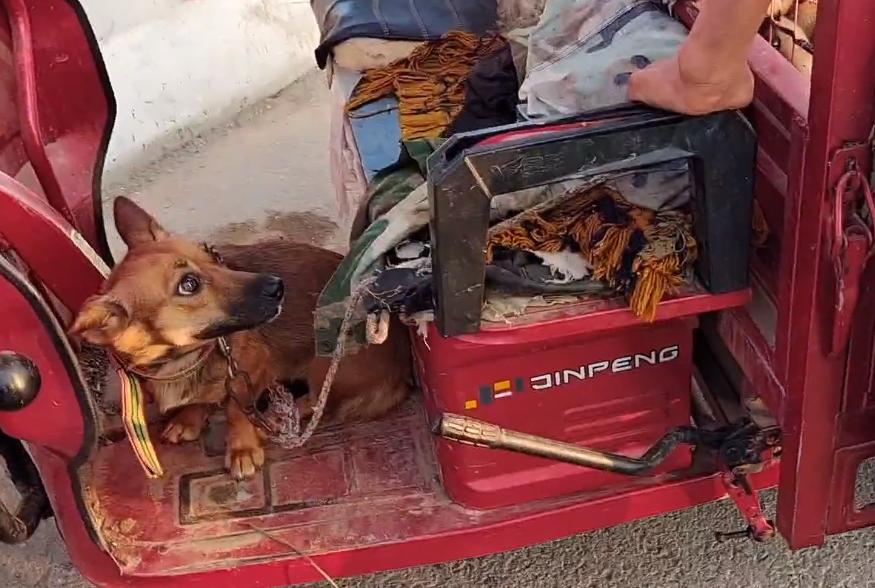 狗肉最新價格，小巷深處的味覺盛宴揭秘