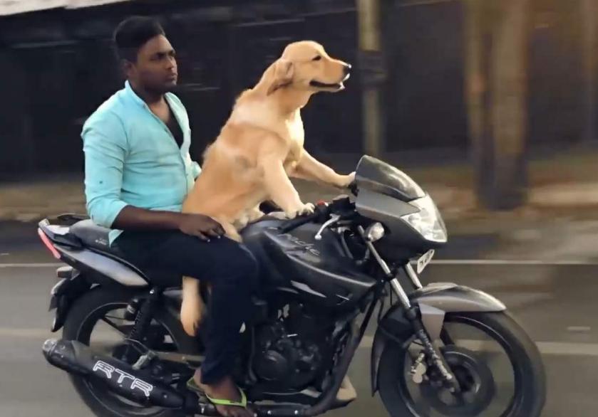 最新遛狗方式，愛(ài)的紐帶與溫馨日常的體驗(yàn)