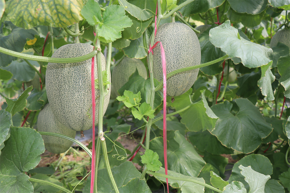 哈密瓜上市季節(jié)、品種與市場供應(yīng)解析，幾月份是哈密瓜的盛宴？