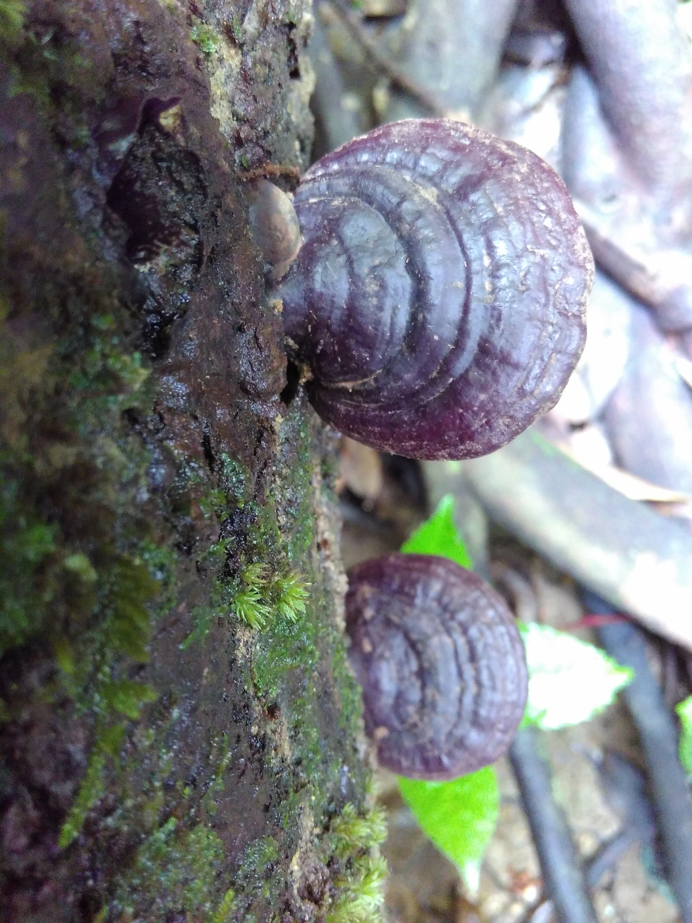 赤靈芝價(jià)格解析，市場(chǎng)價(jià)、市場(chǎng)分析與觀點(diǎn)探討