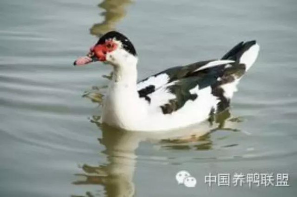 鴛鴦鴨行情，一只鴨子背后的勵志故事