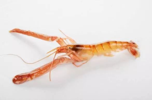 上市蝦，市場潛力與可持續(xù)發(fā)展的博弈之道