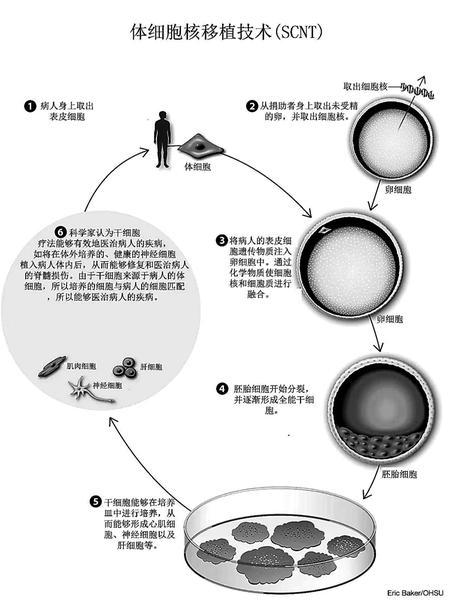 克隆技術(shù)進(jìn)展動(dòng)態(tài)，探索生命奧秘的旅程啟程了