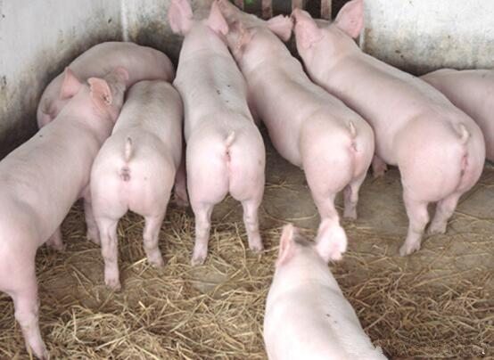 全國今日生豬行情變化，機遇與勵志的力量探索