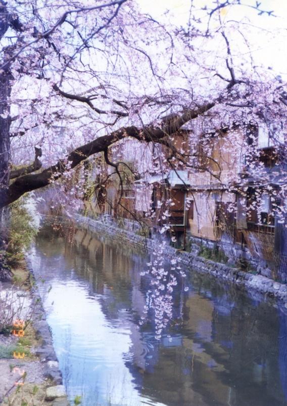 約會(huì)大作戰(zhàn)櫻花動(dòng)漫，時(shí)代印記與文化回響