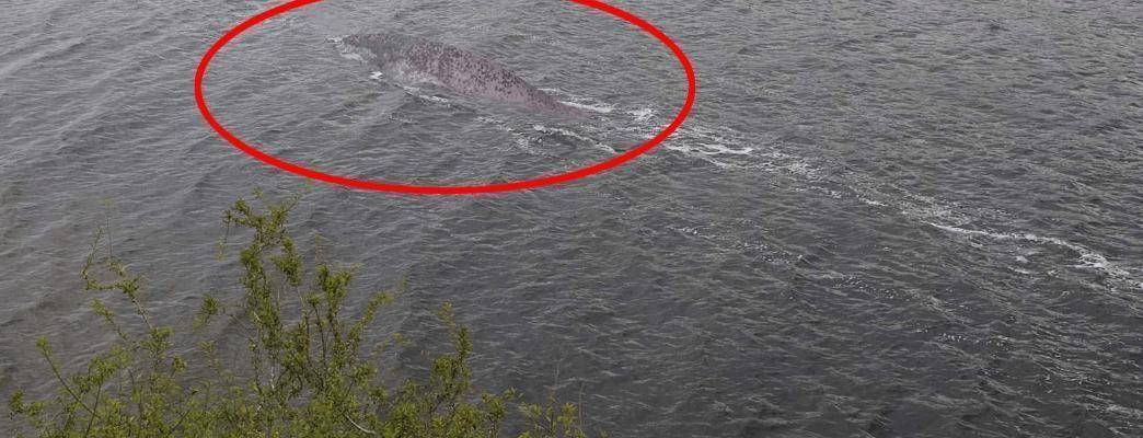 羅平板橋神秘生物最新報(bào)道，不明生物現(xiàn)身！