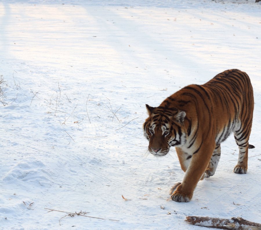 虎威演員表揭秘，舞臺之外的小日常風(fēng)采