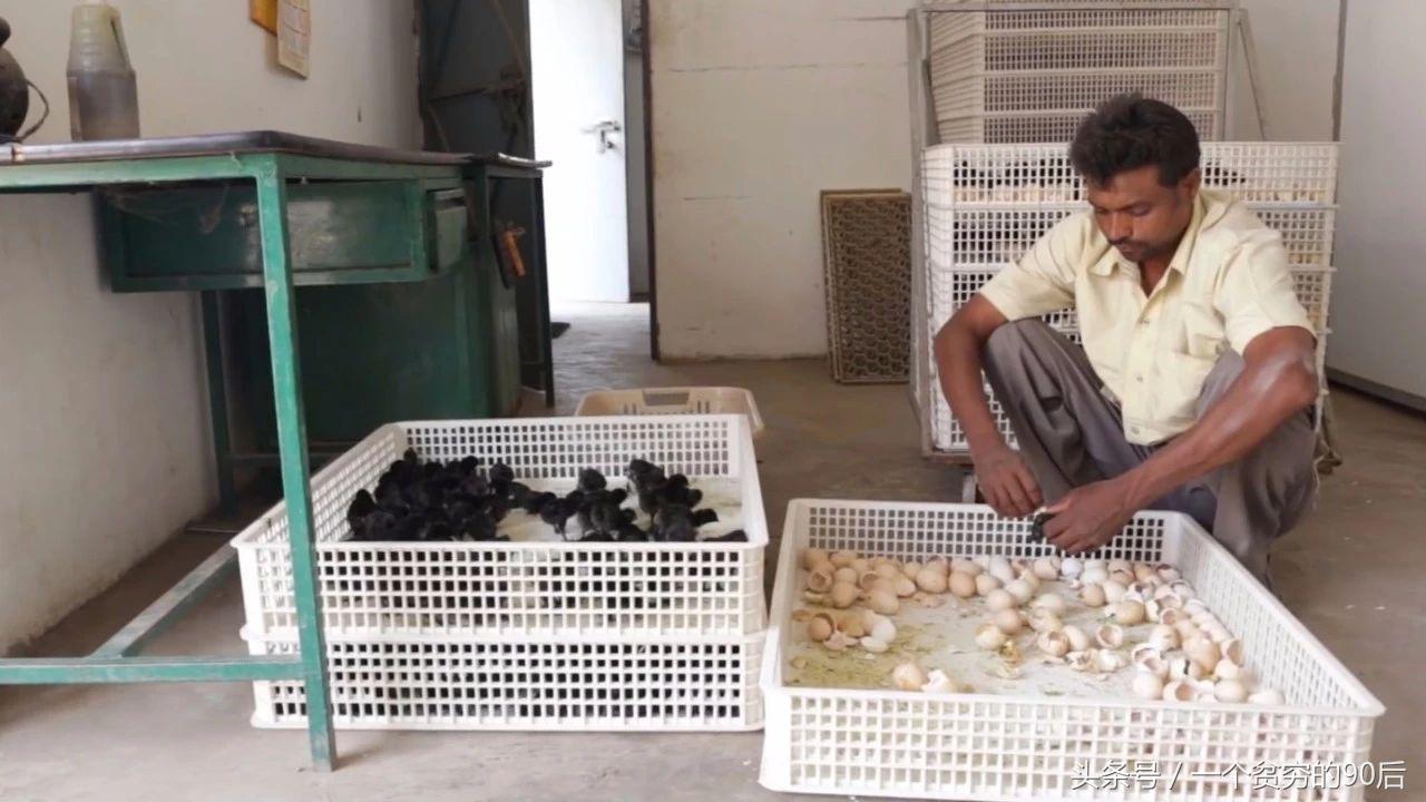 最新雛雞價(jià)格監(jiān)測器，科技引領(lǐng)智能生活新篇章